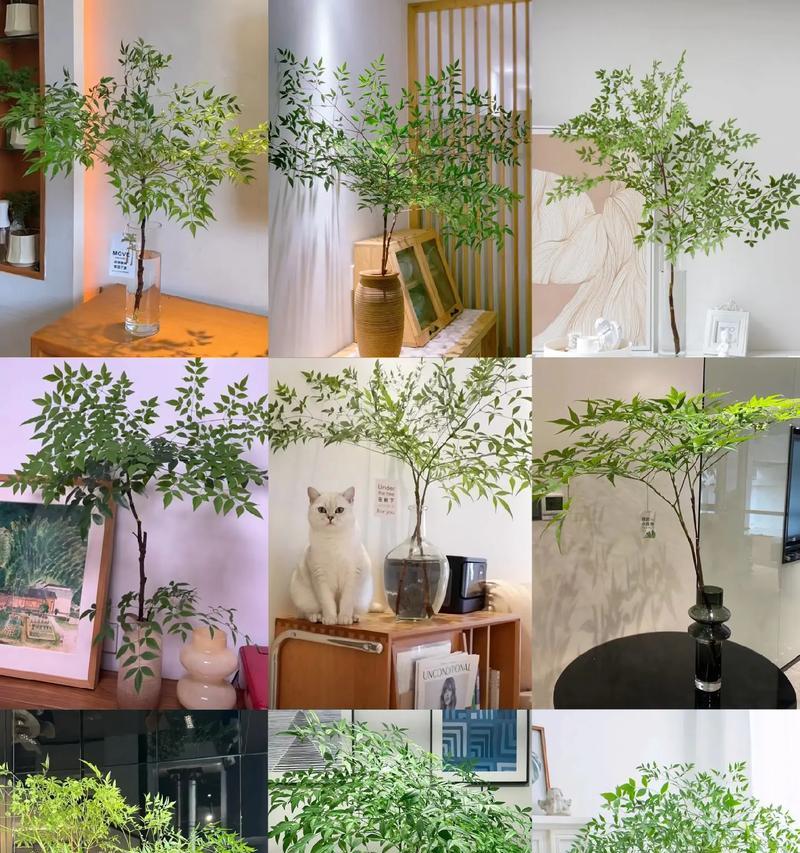 兰天竹花语有何含义？兰天竹的花代表什么？