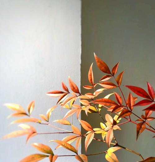 兰天竹花语有何含义？兰天竹的花代表什么？