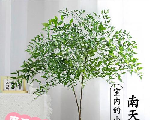 兰天竹花语有何含义？兰天竹的花代表什么？