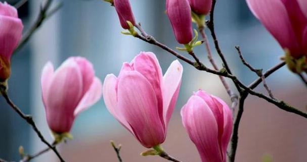玉的花语露是什么？玉的花语露有何寓意？
