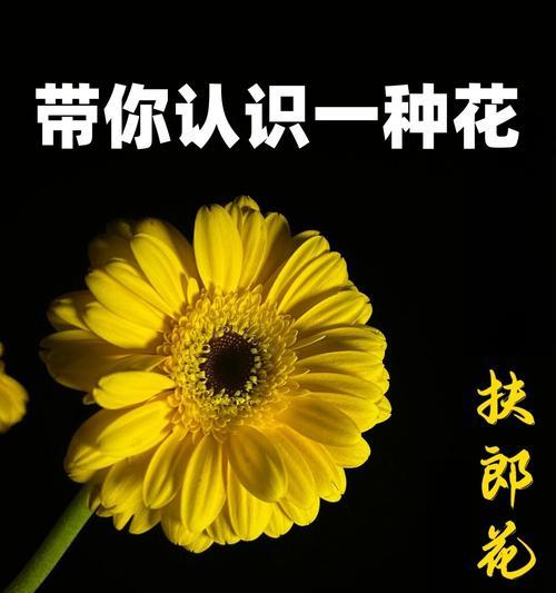 越菊的花语有何含义？越菊的花代表什么？