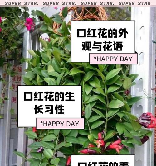 麦桔花花语是什么？麦桔花的花语有何寓意？