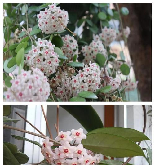 球兰藤花语有何含义？球兰藤的花代表什么？
