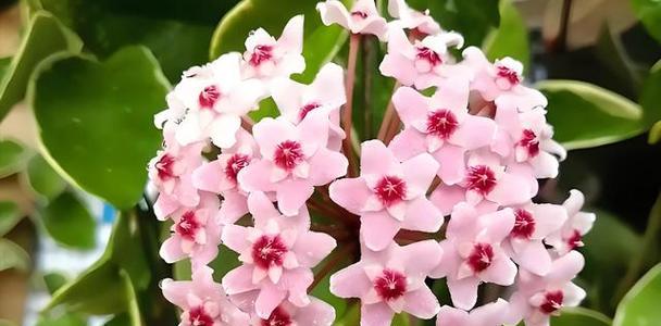 球兰藤花语有何含义？球兰藤的花代表什么？