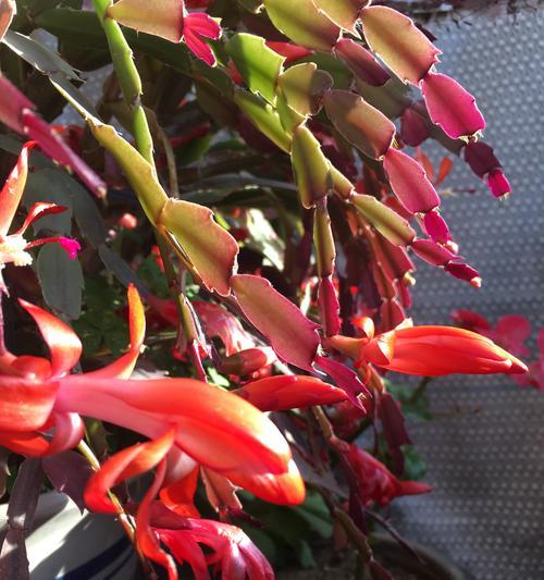 香港花语棠的含义是什么？花语棠适合什么场合？