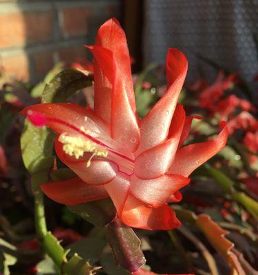 香港花语棠的含义是什么？花语棠适合什么场合？