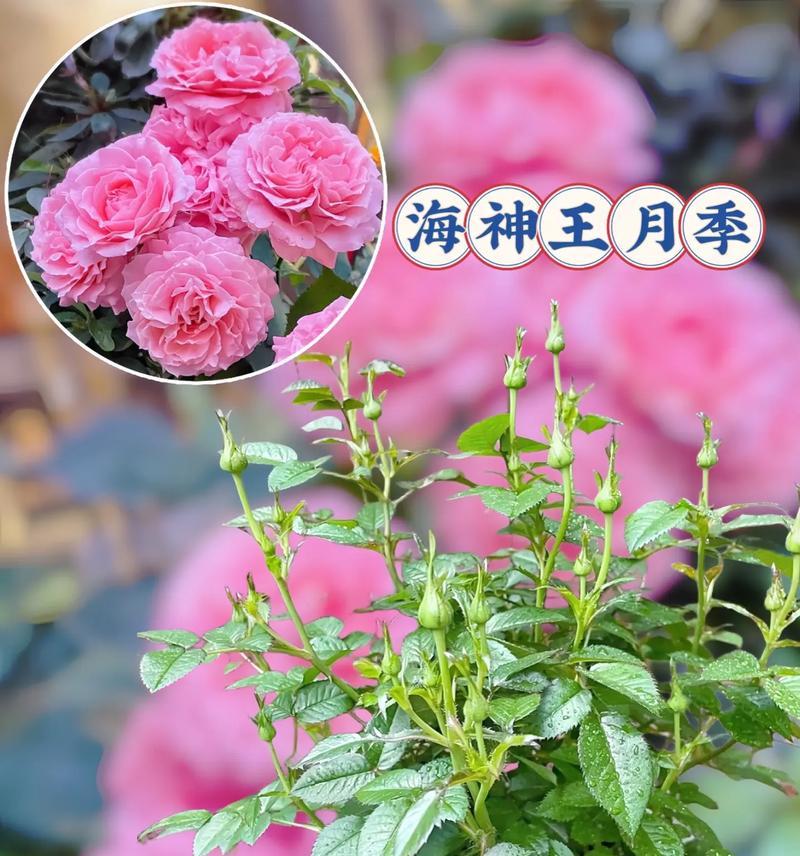 王感觉花语有何特别之处？如何解读王感觉花语？