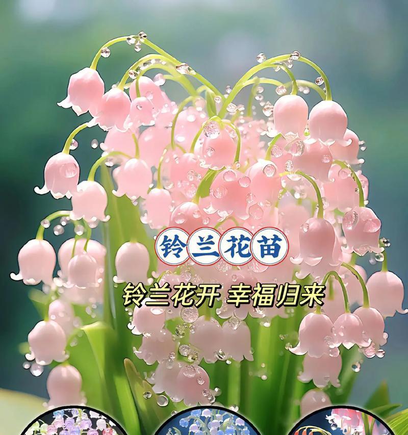 小球花花语代表什么？小球花在花语中扮演什么角色？