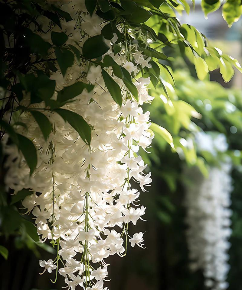 小球花花语代表什么？小球花在花语中扮演什么角色？