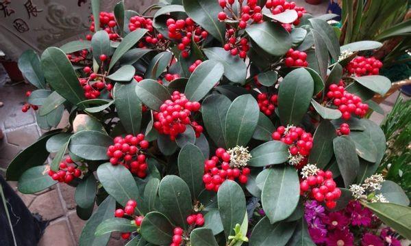 鸽子叶花语是什么？鸽子叶花语在表达上有哪些特点？