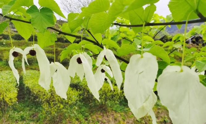 鸽子叶花语是什么？鸽子叶花语在表达上有哪些特点？