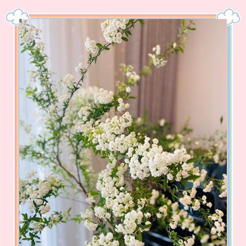花语花最少是什么意思？花语花最少的场合使用建议？