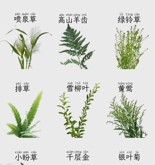 羊齿叶花语有何深意？羊齿叶花语在情感表达中的作用？