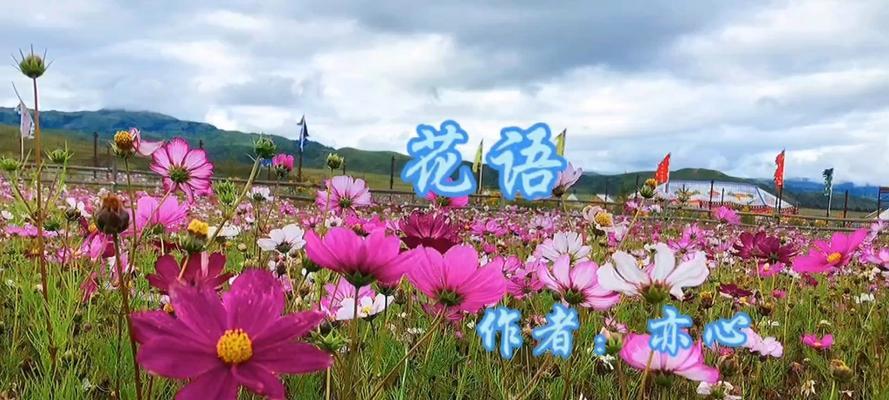 忽地花花语代表什么？如何用忽地花花语表达心意？