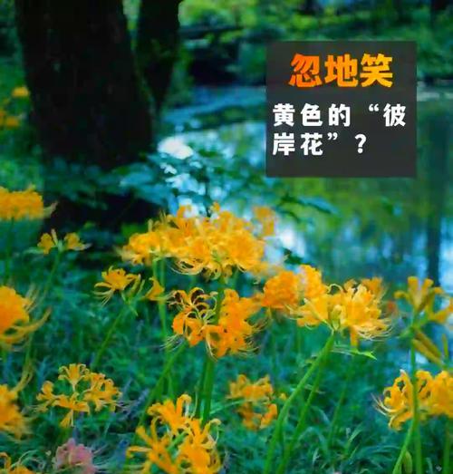 忽地花花语代表什么？如何用忽地花花语表达心意？