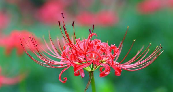 飞来香花语有何含义？飞来香花语在文化中的地位如何？
