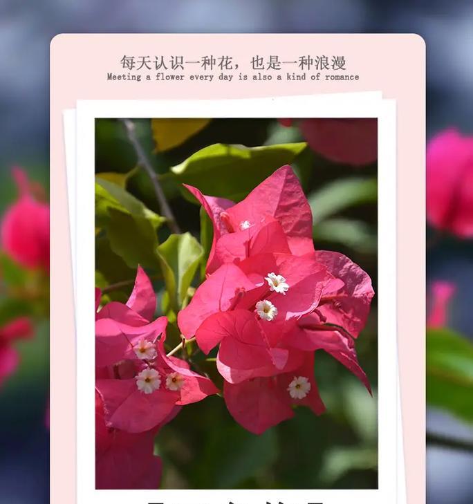 花语限定色是什么意思？花语限定色在花艺中的作用？