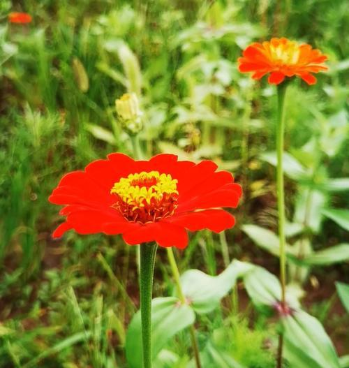 夏日菊花语有何寓意？夏日菊花语在夏季的使用建议？