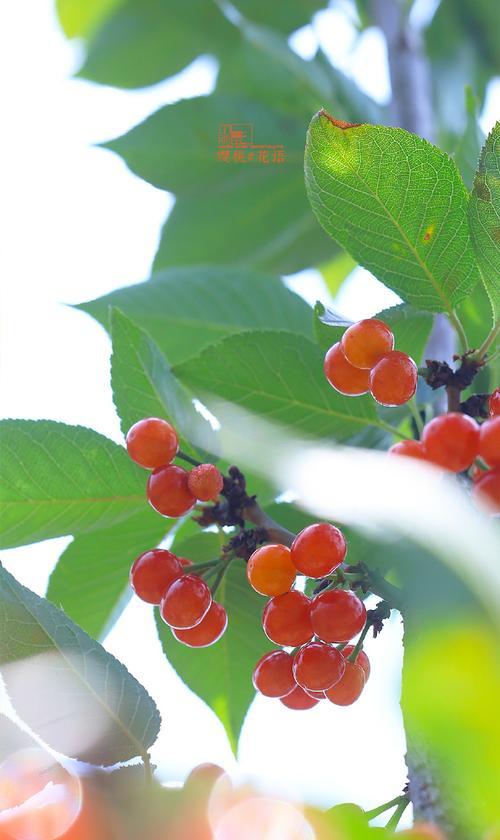 樱桃茄花语代表什么？樱桃茄花语在情感表达中的应用？