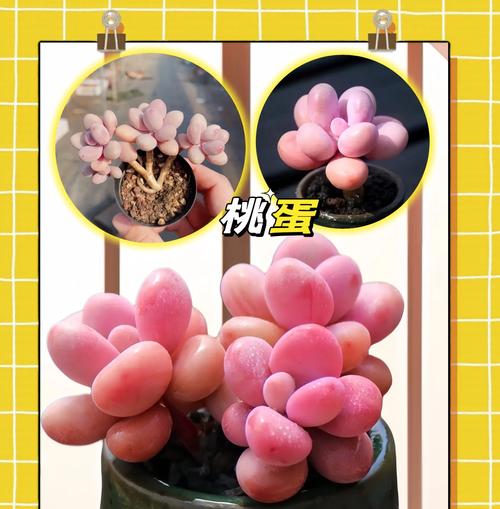 粉色掌花语有何含义？粉色掌花语在花语中的地位如何？