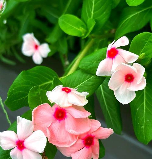 粉色掌花语有何含义？粉色掌花语在花语中的地位如何？