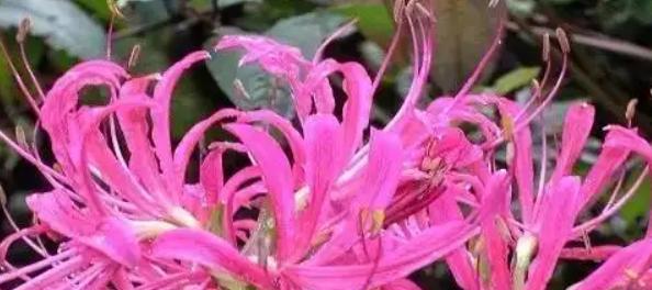 粉色掌花语有何含义？粉色掌花语在花语中的地位如何？