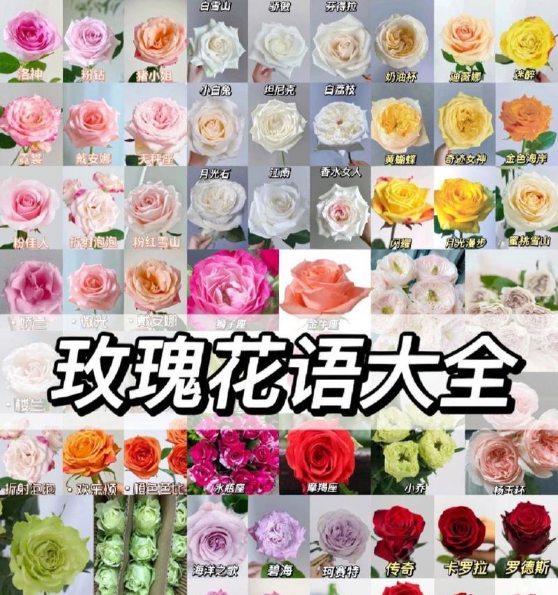 的花语大全包含哪些内容？如何查找特定花语大全？