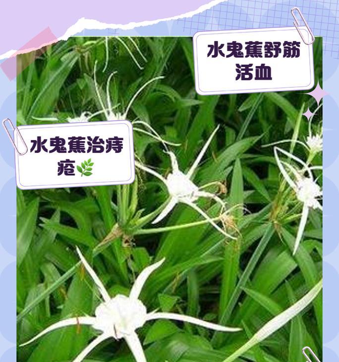 水鬼樵花语是什么意思？水鬼樵花语在花语中的意义？