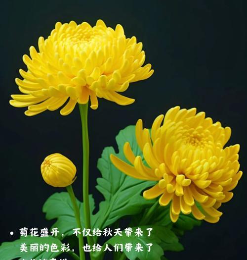 缕菊的花语代表什么含义？