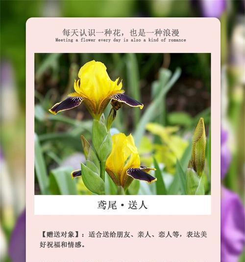 水养花的花语代表了哪些情感？