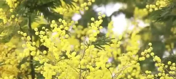 千层草的花语通常表达什么？