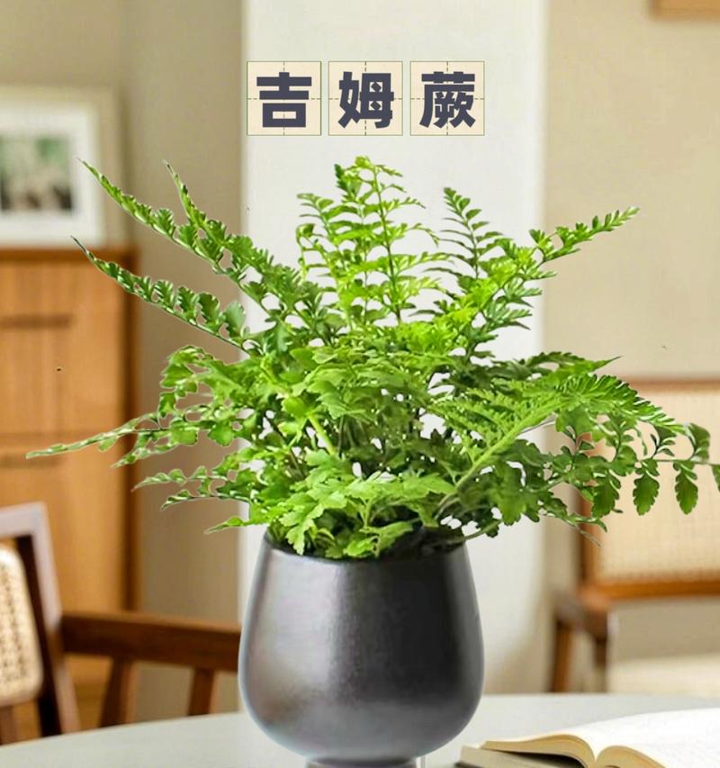 绿蕨的花语代表了哪些情感？