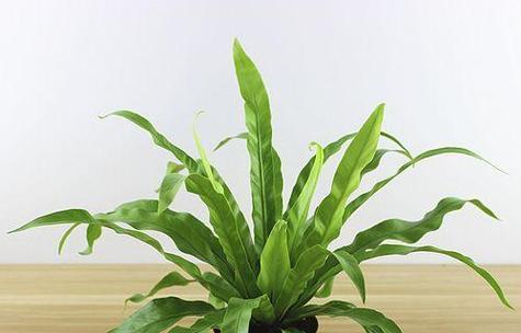 绿蕨的花语代表了哪些情感？