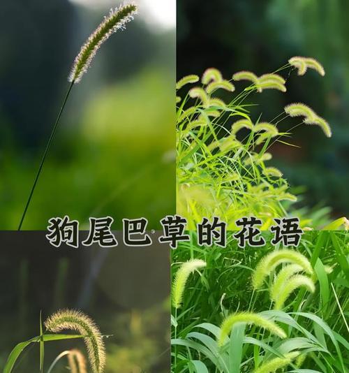 欠草的花语通常象征什么？