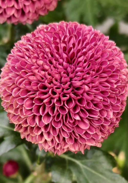 假菊花的花语代表了哪些情感？