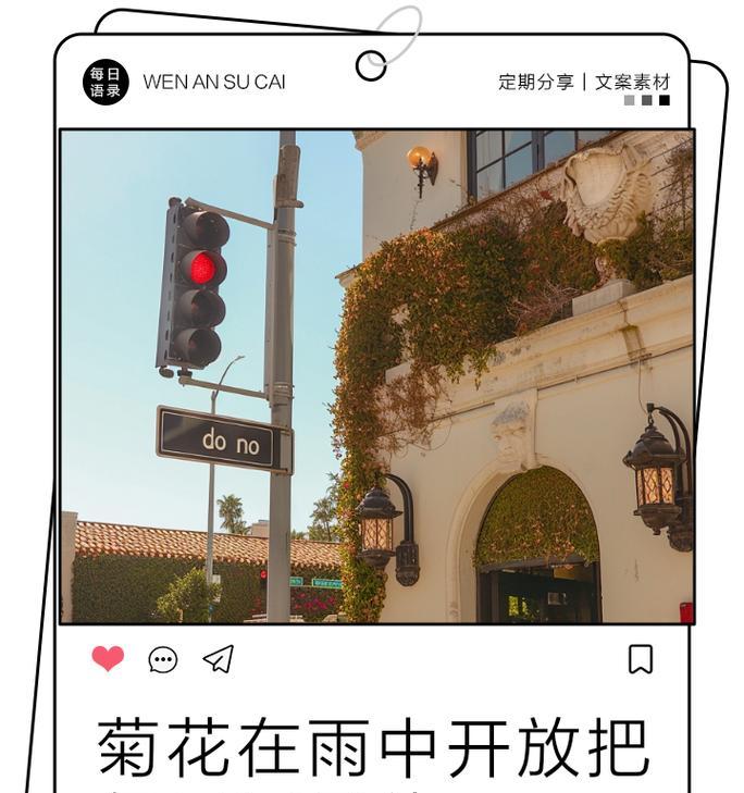 滥缕菊花语通常表达什么？