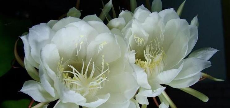 沐昙花的花语通常象征什么？