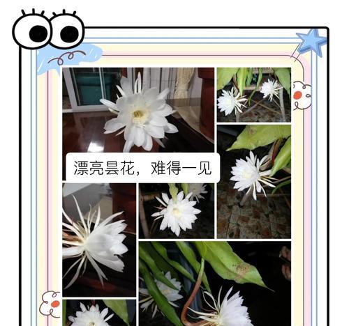 沐昙花的花语通常象征什么？