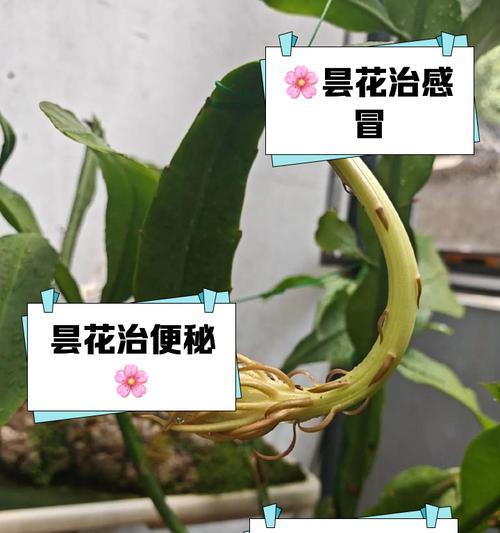 沐昙花的花语通常象征什么？