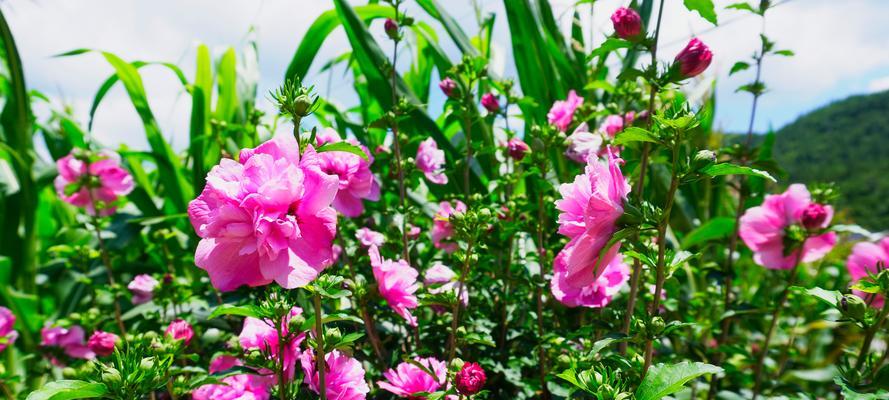 查木槿花的花语代表了哪些情感？