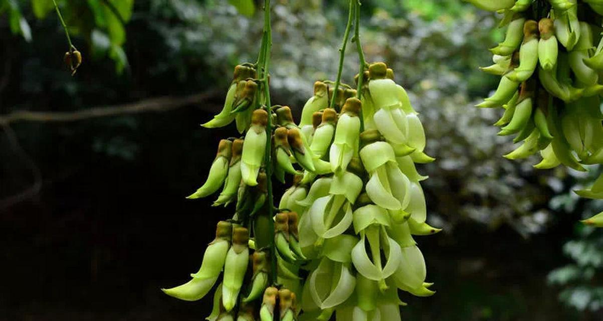 和雀的花语代表了哪些情感？