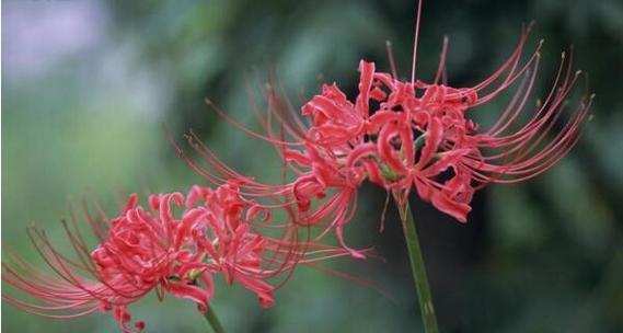 花语失车花通常表达什么？