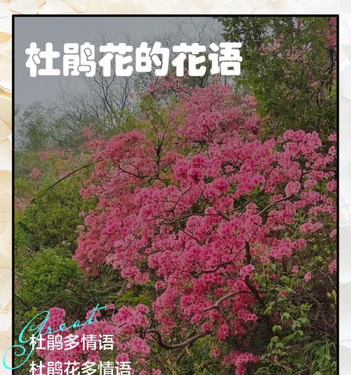 野缕花的花语代表了哪些情感？