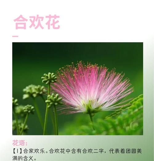 夜荷花的花语通常象征什么？