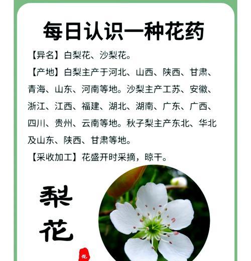 夜荷花的花语通常象征什么？