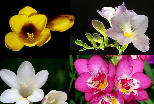 零香兰花语代表了哪些情感？