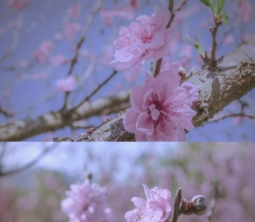 花语竹桃花有哪些独特之处？代表了什么？