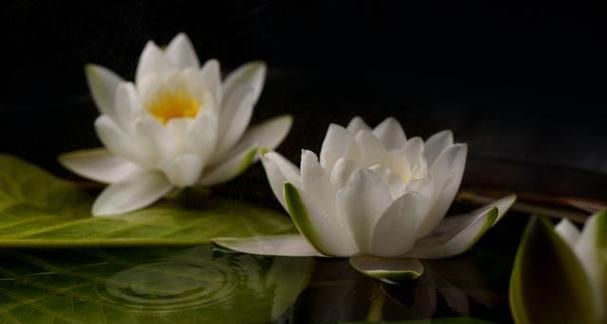构桃树花语有哪些寓意？如何解读？