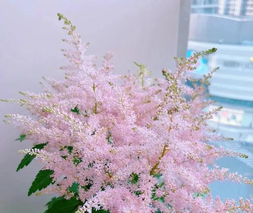 新花草花语是什么？它象征着新生吗？