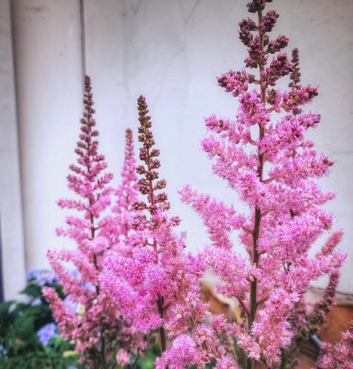 新花草花语是什么？它象征着新生吗？